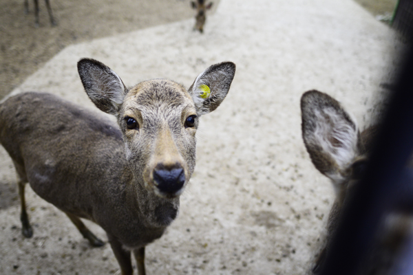 奈良公園の鹿って なんで鹿せんべい売り場を襲わないの もしかして忖度してるの ロカフレ